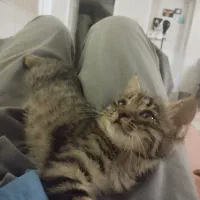 بچه گربه خیلی بازیگوش