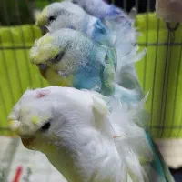 مرغ عشق پروانه ای هفت رنگ