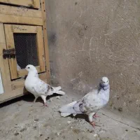 کبوتر پرشی عشق بازی|پرنده|ماهدشت, |دیوار