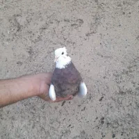 یک‌جفت‌کفترطوقی‌‌مهردرمارلیک