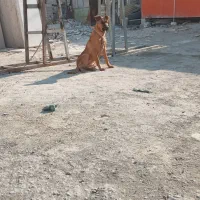 ماده ۶ ماهه