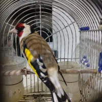 سهره سرسیاه نر