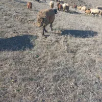 قوچ‌جوان‌دامازدق