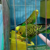 فروش یک جفت مرغ عشق با قفس