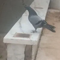 کفتر