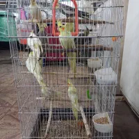 فروش عروس هلندی