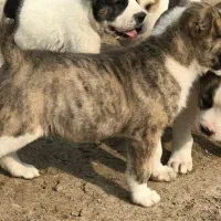 سگ توله الی آلابای