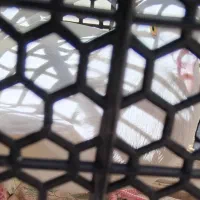 کفتر چش زرد