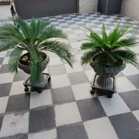 سیکاس