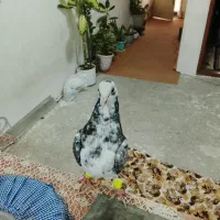 کفتر پرشی|حیوانات|مشهد, موعود|دیوار