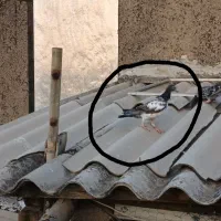 کبوتر گم شده|پرنده|گرگان, |دیوار