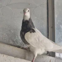 کفتر جوجه|پرنده|مشهد, تلگرد|دیوار