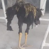 خروس لاری صابونی اصل افغان 5ماهه|حیوانات مزرعه|قم, پردیسان|دیوار