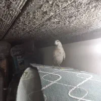 کفتر فروشی|پرنده|اردکان, |دیوار