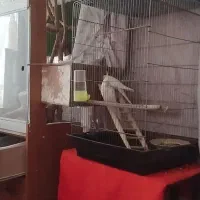 جفت عروس هلندی آلبینو دوکت