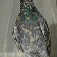 هفترنگ دمسفید عطیقه