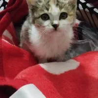 بچه گربه واگذار میشود کوچولو و تمیز