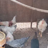 فروش خروس جوان جهت سربری و نگهداری|حیوانات مزرعه|گرمسار, |دیوار