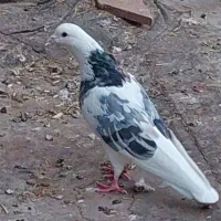 کبوتر پرشی