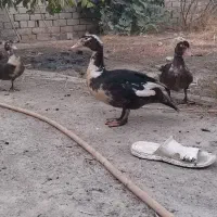 اردک|حیوانات مزرعه|محمدبار, |دیوار