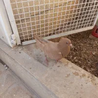 جوجه زرد کاکلی