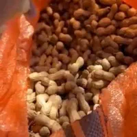 بادام زمینی غلاف دار