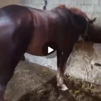 فروش یک اسب و شش عدد یخته ضمانتی سرکفل