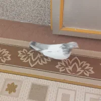 کبوتر|پرنده|لالجین, |دیوار