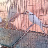 فروش با معاوضه،اب پخش هستم|پرنده|آبپخش, |دیوار