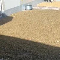 برنج عنبربو و چلتک خشک|خوردنی و آشامیدنی|شیراز, داریون|دیوار