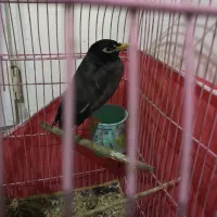 مرغ مینا افغان اصل نر سخنگو