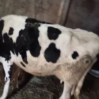 گاو|حیوانات مزرعه|ورزقان, |دیوار