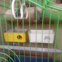 دو عدد طوطی کوکته