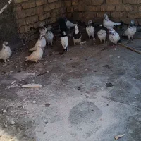 فروش چند عدد کله دم سبز