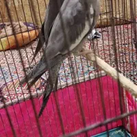 پرنده|پرنده|مسجد سلیمان, |دیوار