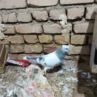 شامی دمسفید