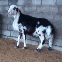 قوچ بروجردی