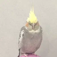 عروس هلندی گم شده|حیوانات|شوش, |دیوار