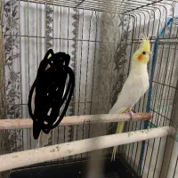 دو عدد عروس هلندی نر بالغ
