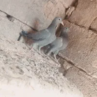 جوانه نر|پرنده|هامون, |دیوار