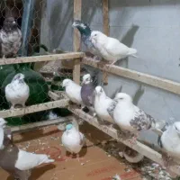 کبوترتهرانی اصیل