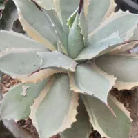 سانسوریا و کاکتوس خاص و کلکسیونی|گل و گیاه طبیعی|تبریز, |دیوار