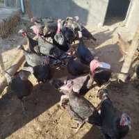 تعدادی بوقلمونو نر و ماده جوان|حیوانات مزرعه|قیدار, |دیوار