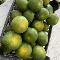 نارنگی ساری