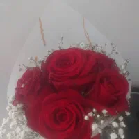 گل رز هلندی