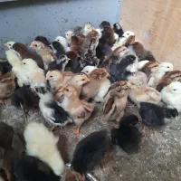 فروش فوری جوجه محلی خانگی