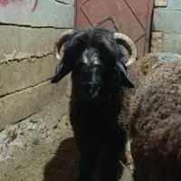 بره قوچی