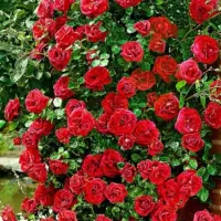 گل گل رسالت بم، زنگبزن