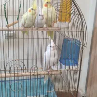 تعدادی عروس هلندی
