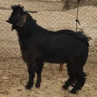 بزغاله داشتی1 راس. نربز بز بره گوسفند بز نر قوچ
